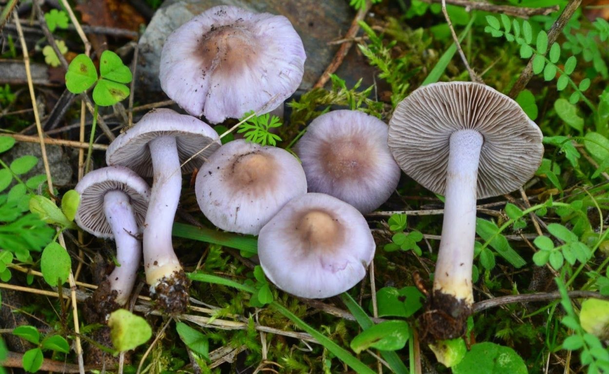 Волоконница волокнистая (Inocybe rimosa)