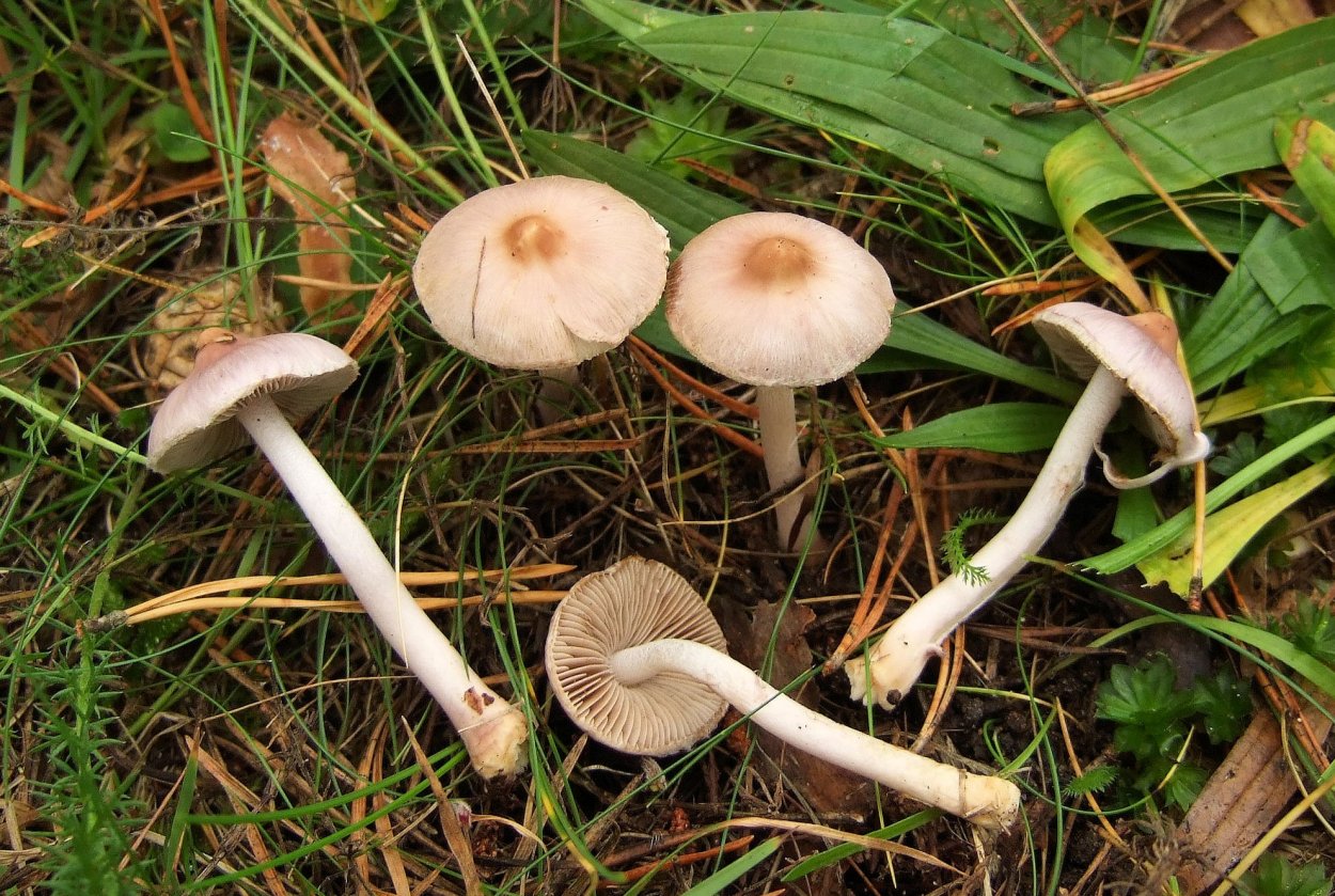 Волоконница волокнистая (Inocybe Fastigiata)