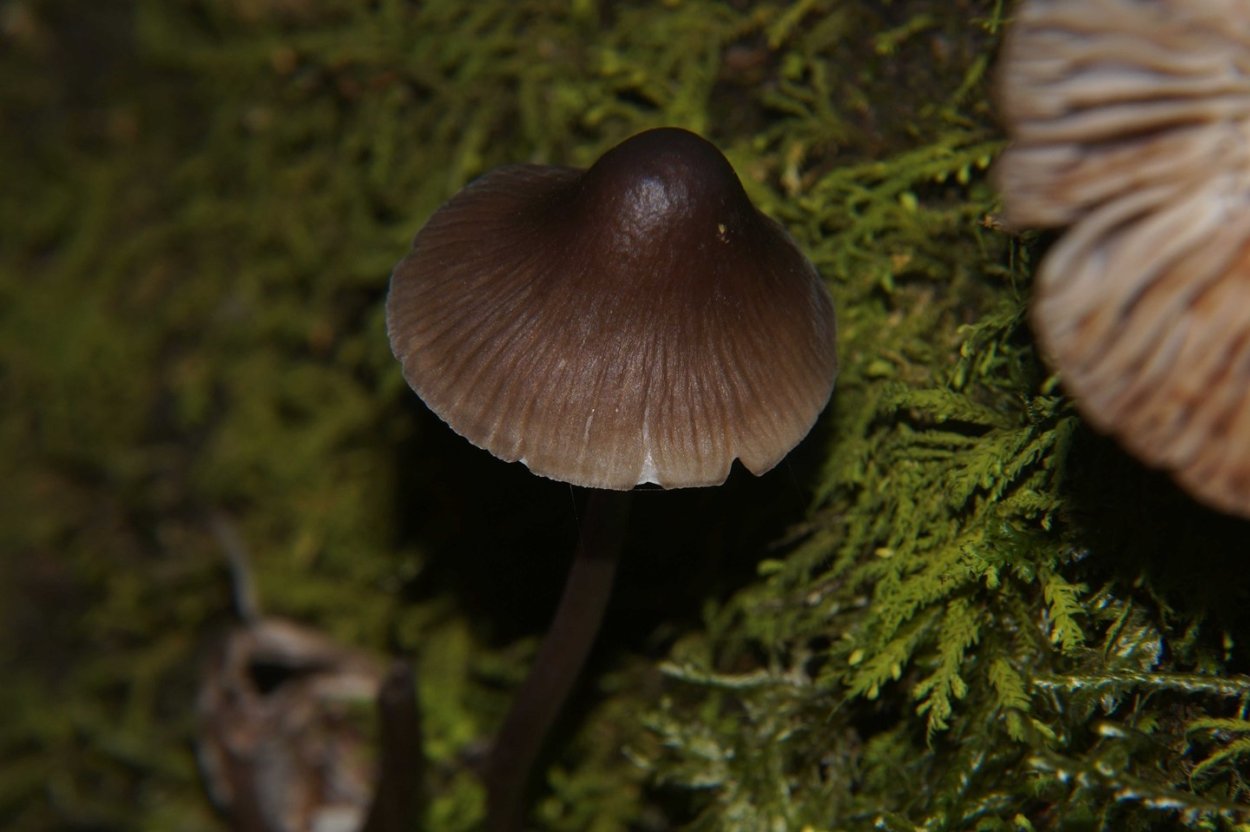 Inocybe myriadophylla