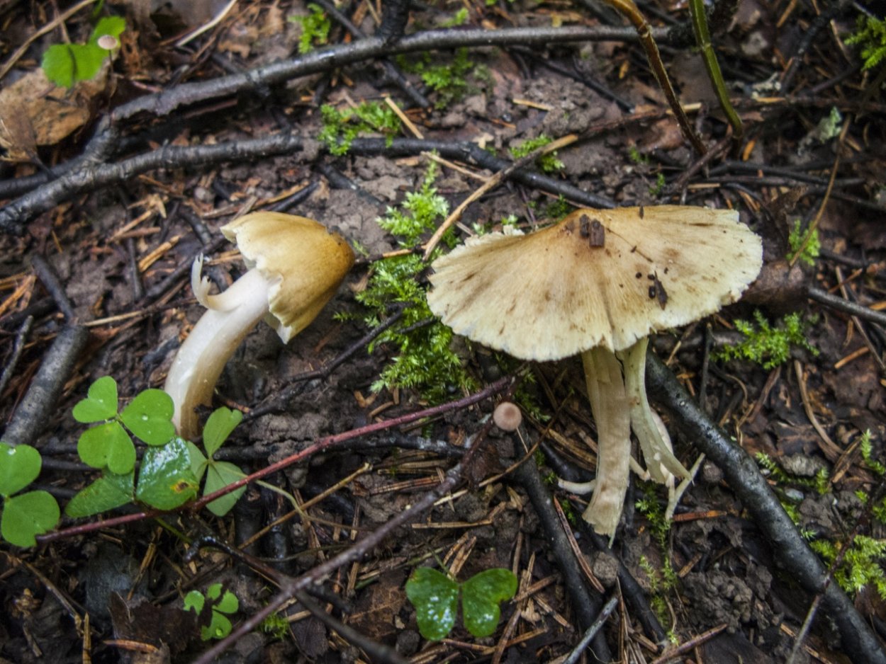 Inocybe hirtella