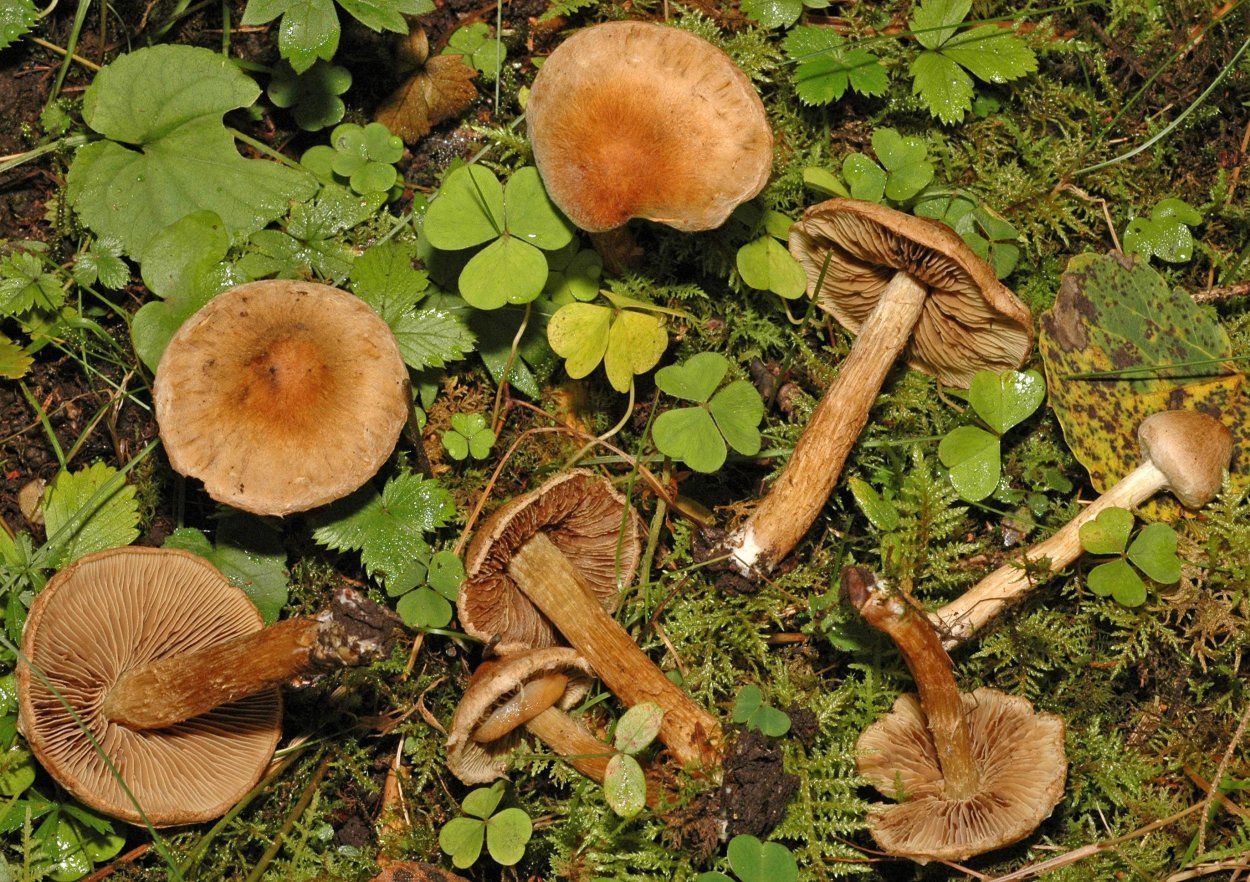 Inocybe geophylla