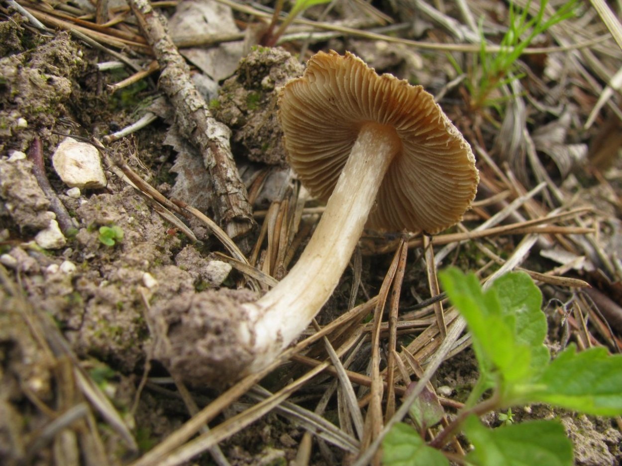 Inocybe aeruginascens Babos