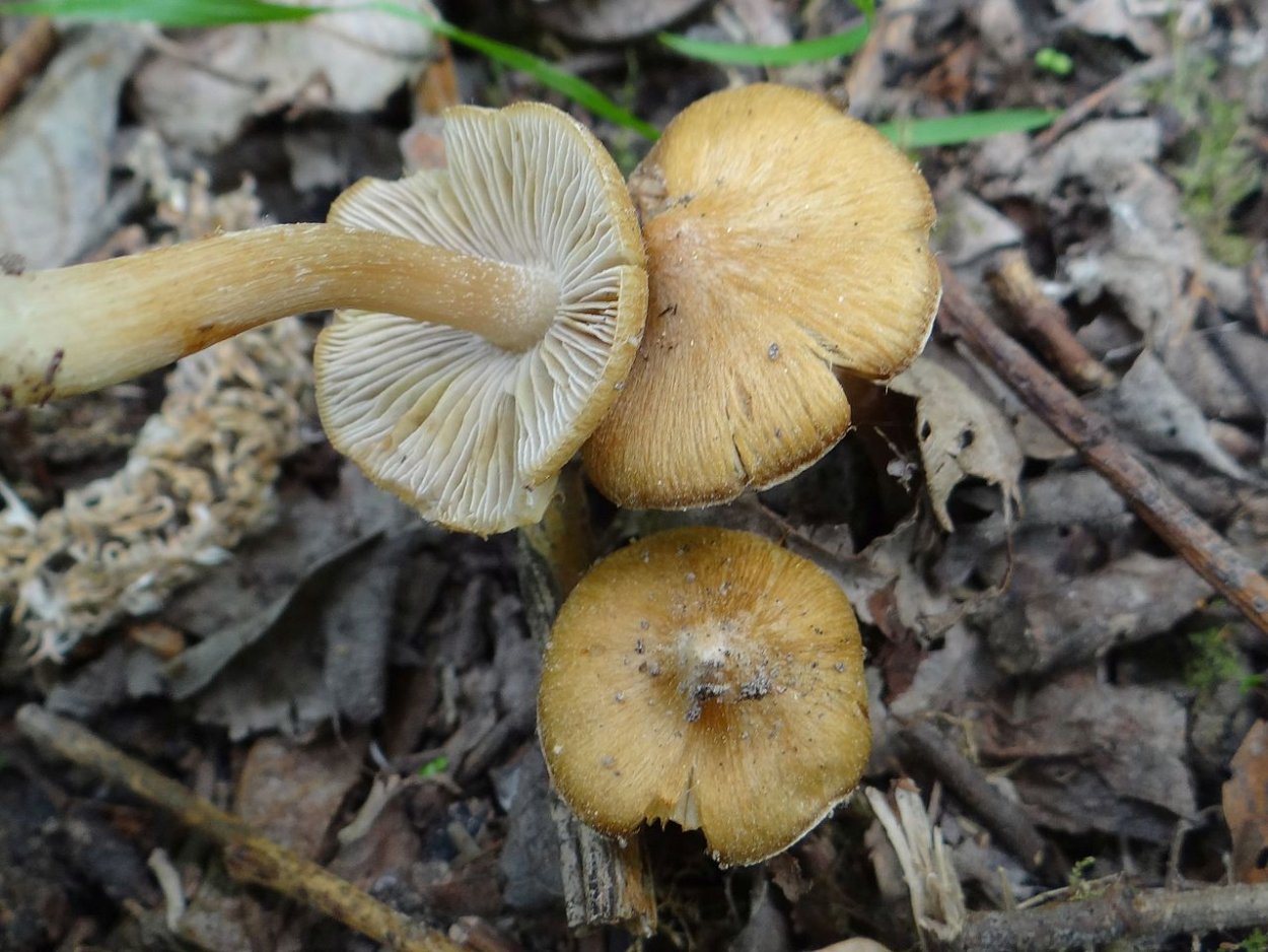 Inocybe erubescens