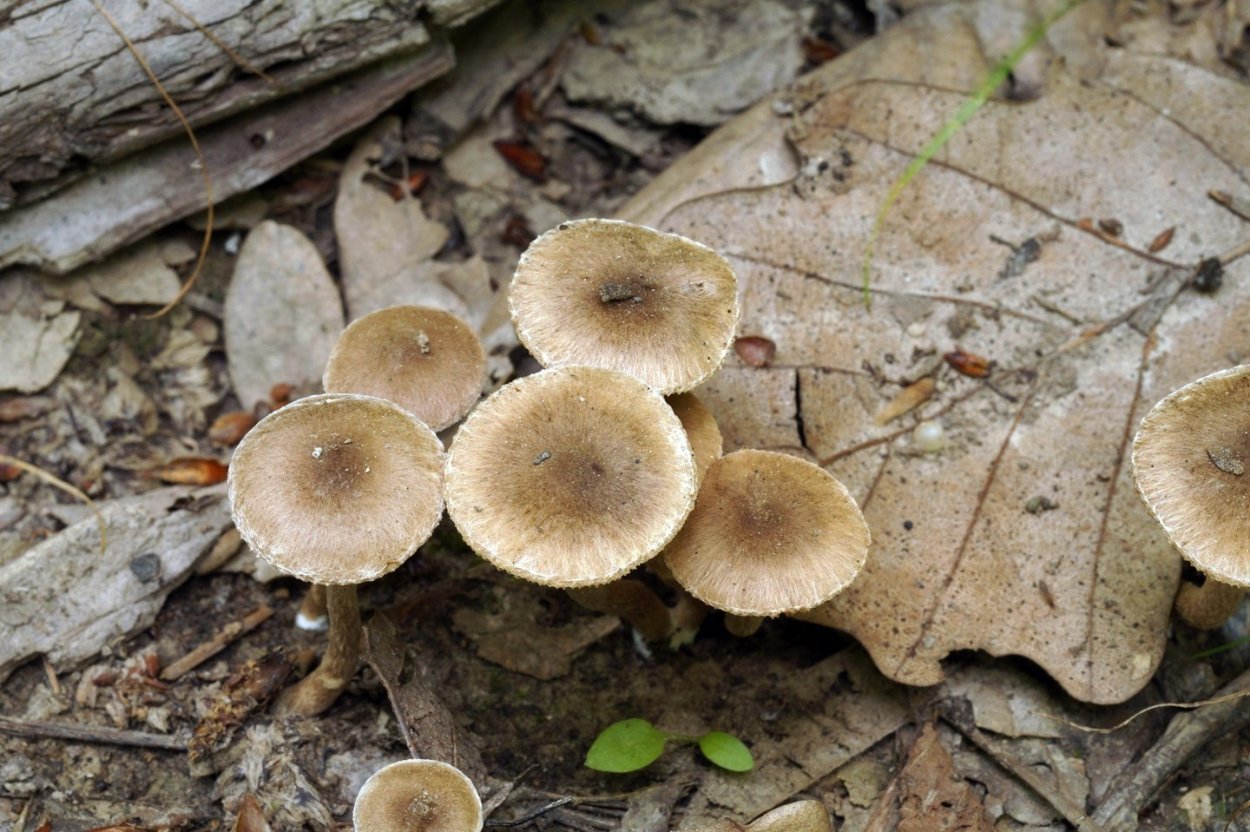 Волоконница разорванная (Inocybe lacera)