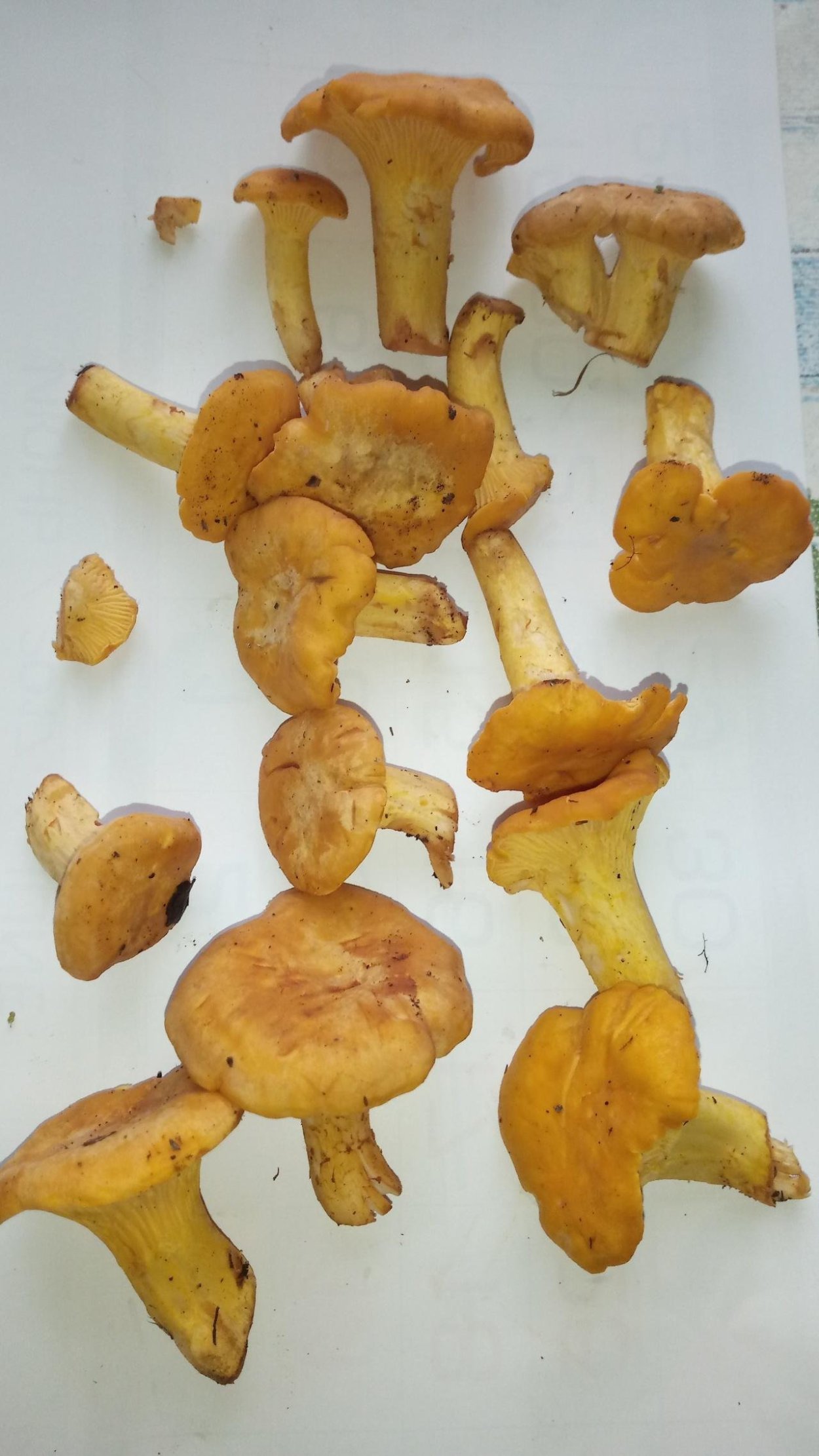 Молодые лисички грибы