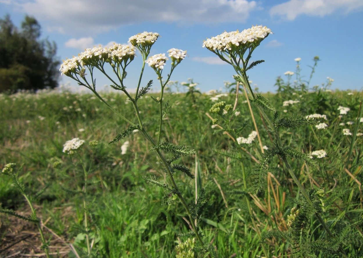 Тысячелистник обыкновенный (Achillea millefolium)