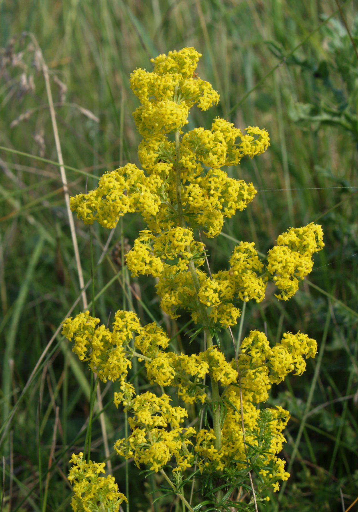 Подмаренник желтый - Galium Verum