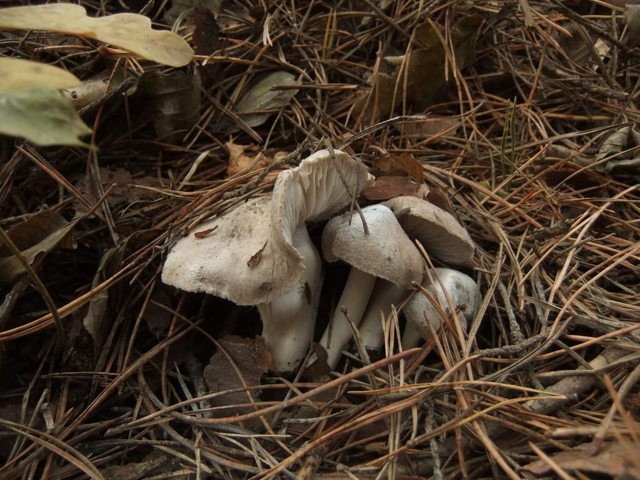 Tricholoma terreum