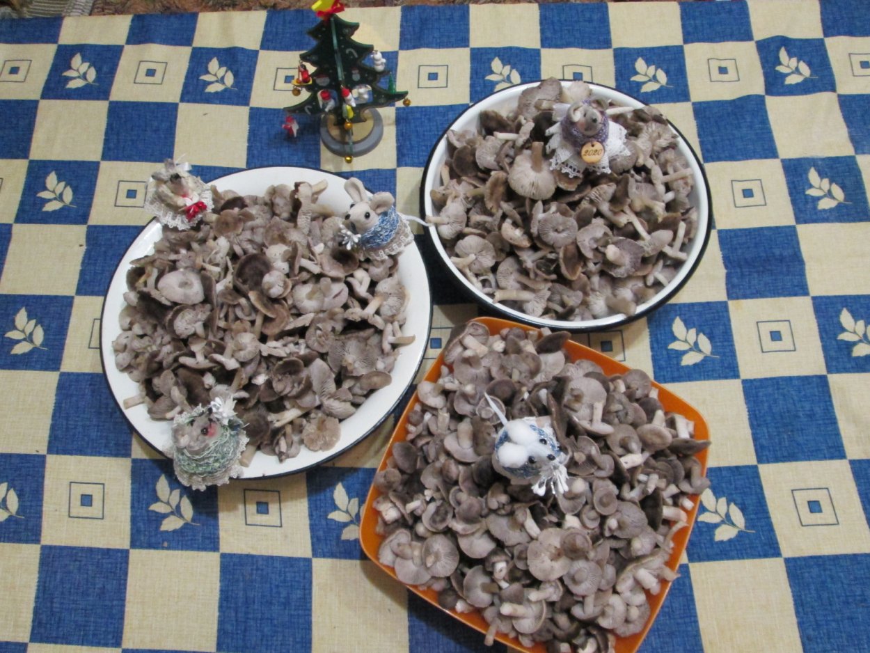 Крымские грибы рядовки