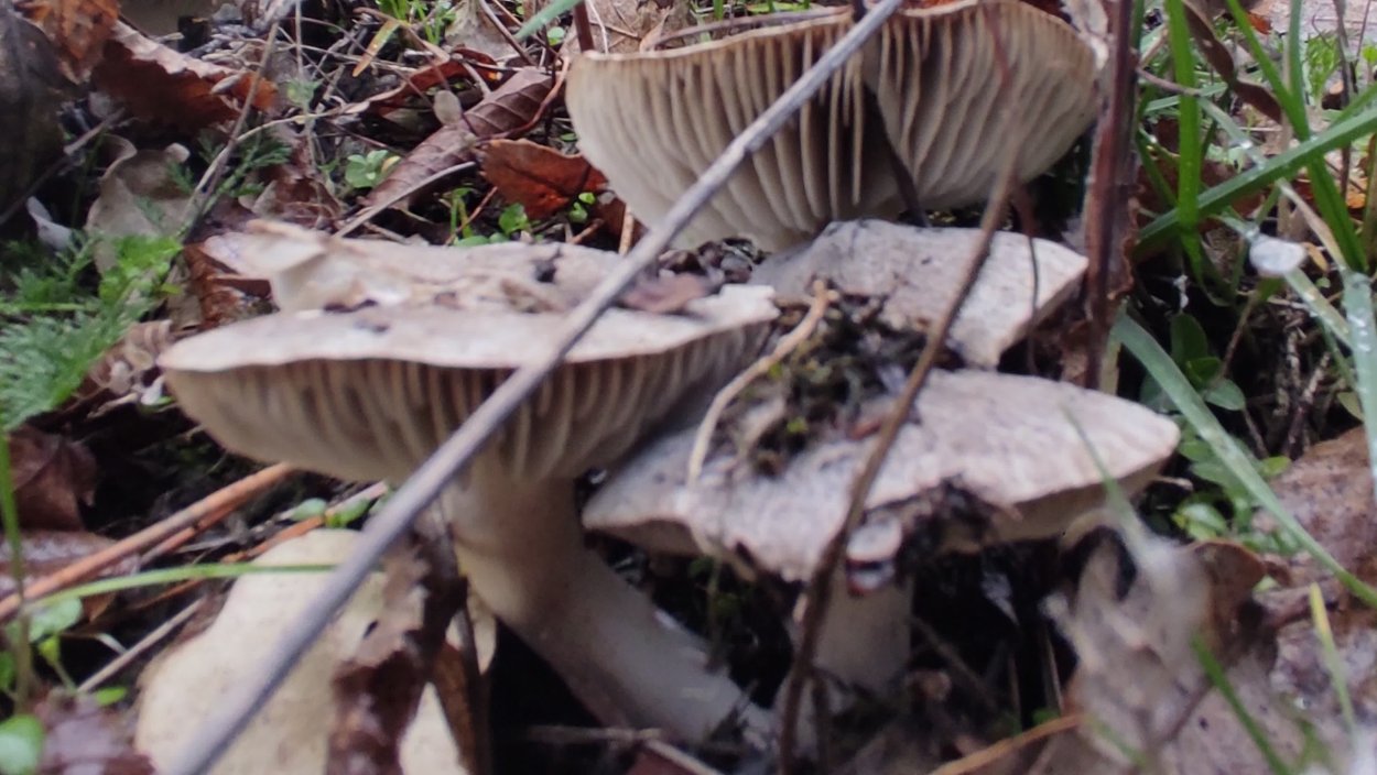 Рядовка серая Tricholoma portentosum.
