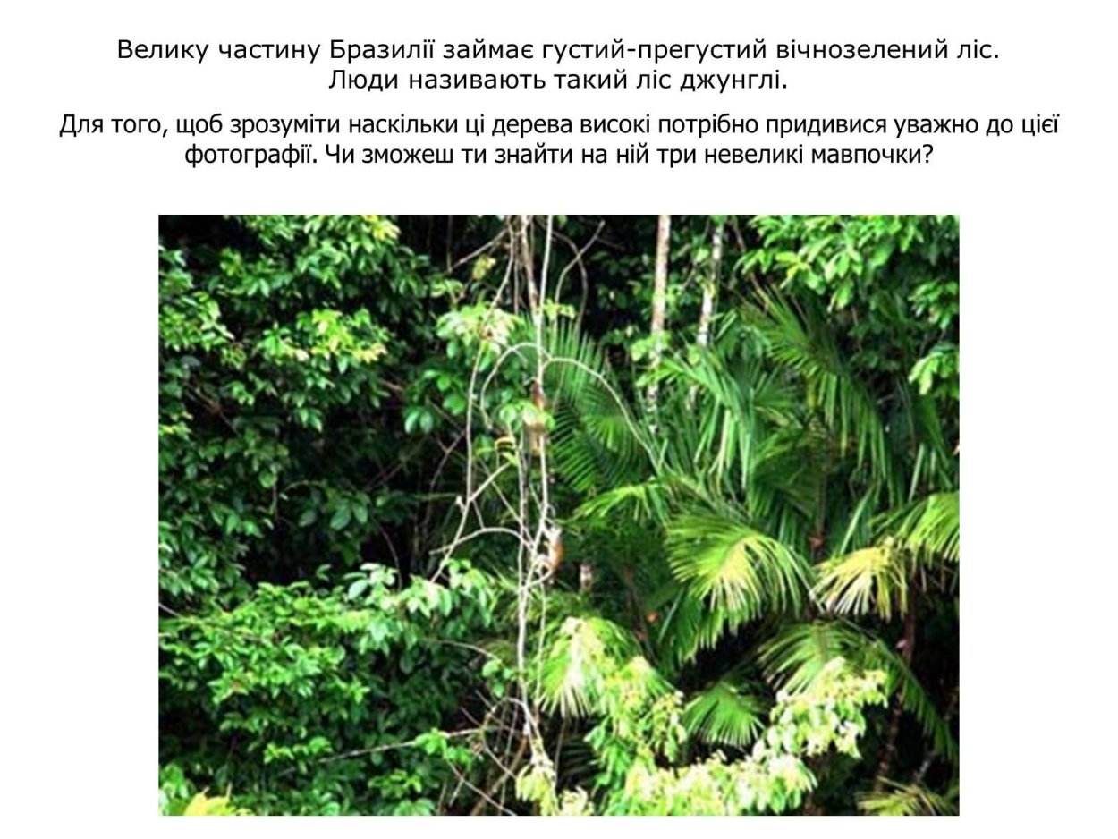 Природные зоны экваториального пояса 7 класс