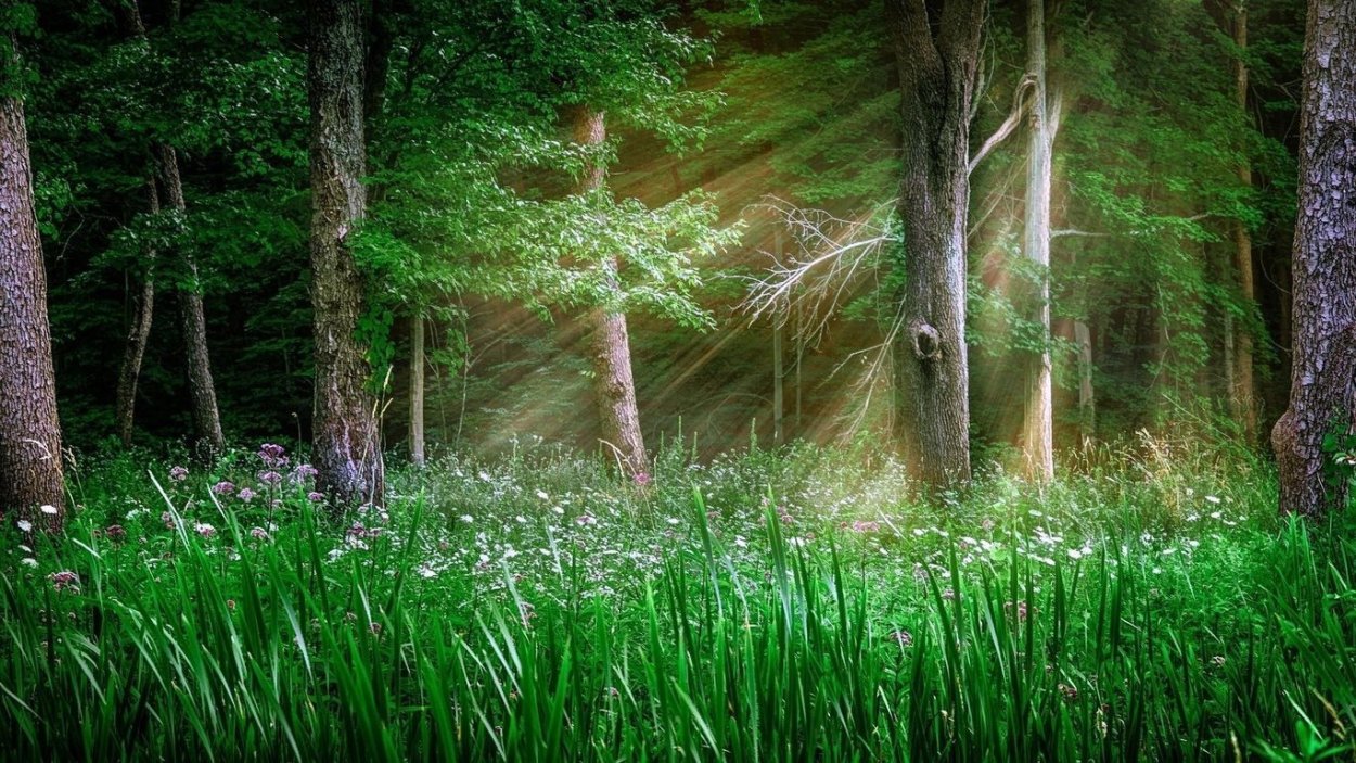 Зеленая природа