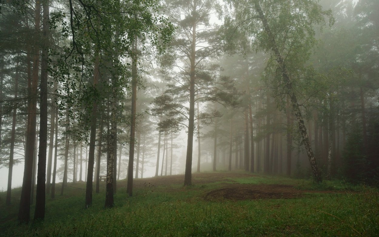 Лес в тумане