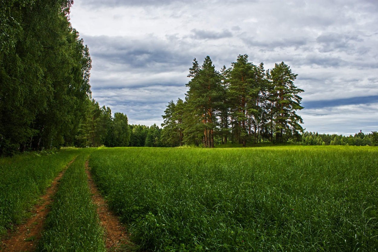 Летний лес Лужского района