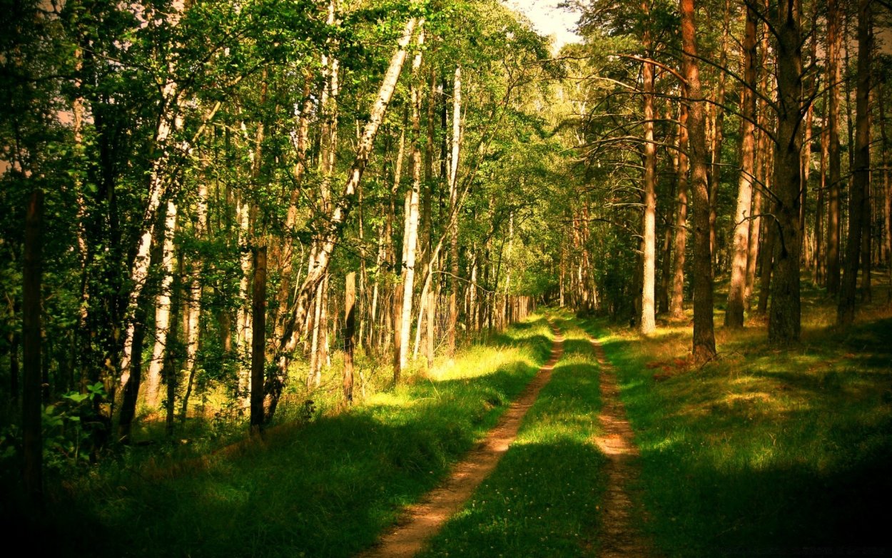 Виченца природа лес