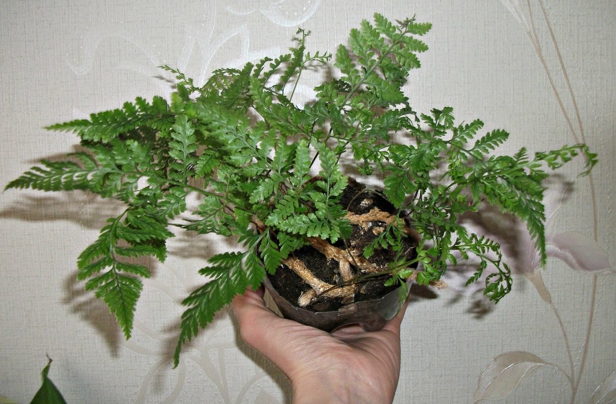 Davallia repens