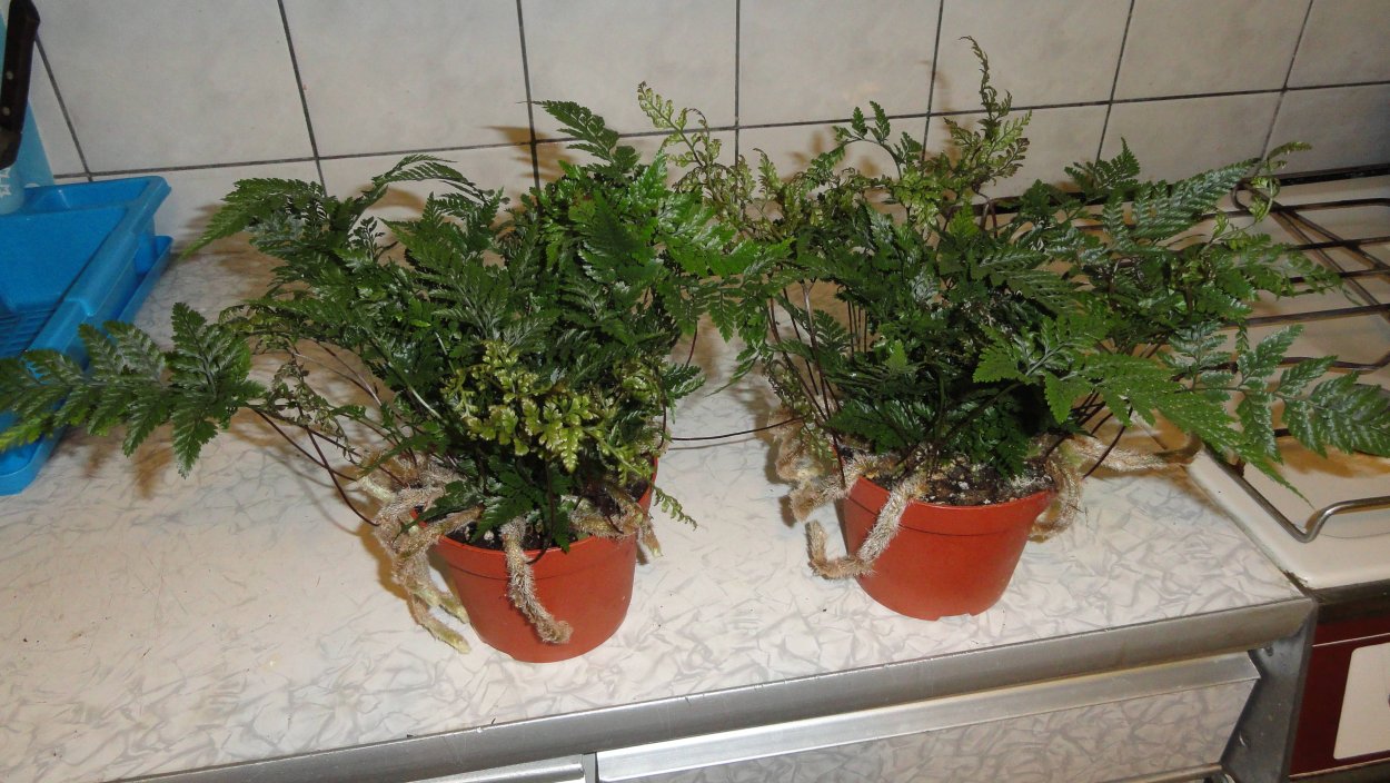 Папоротник заячьи лапки
