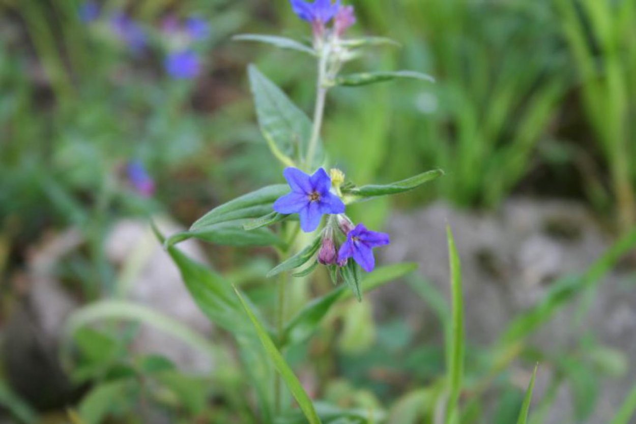 Воробейник Lithospermum