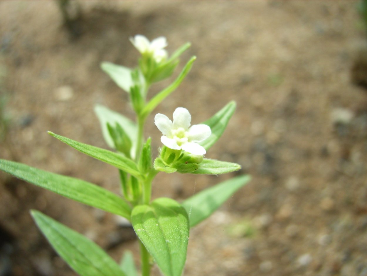 Воробейник Lithospermum