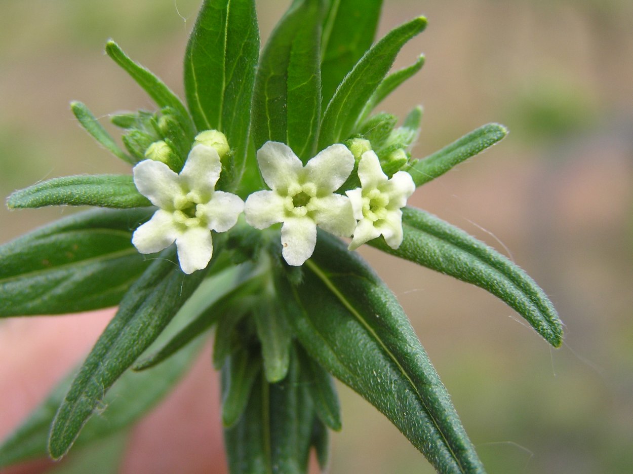 Воробейник Lithospermum