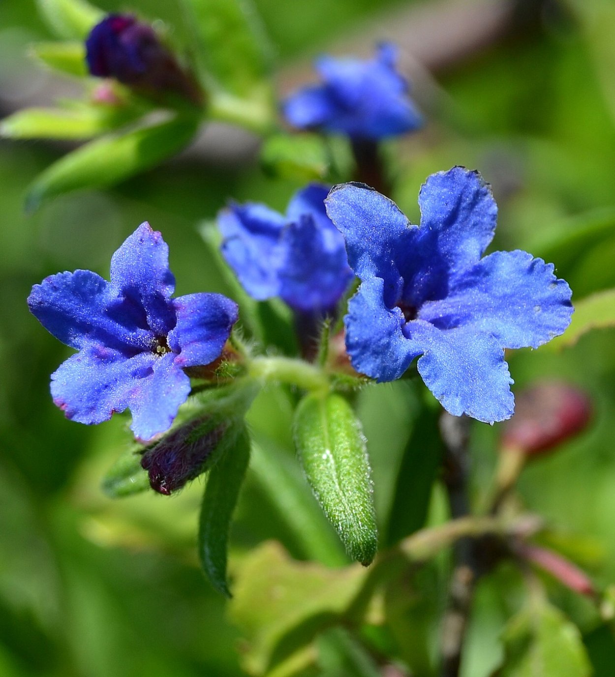 Воробейник пурпурно-синий (Aegonychon purpureocaeruleum)