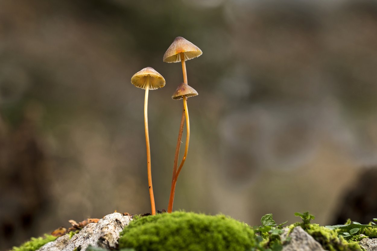 Мелкие грибы