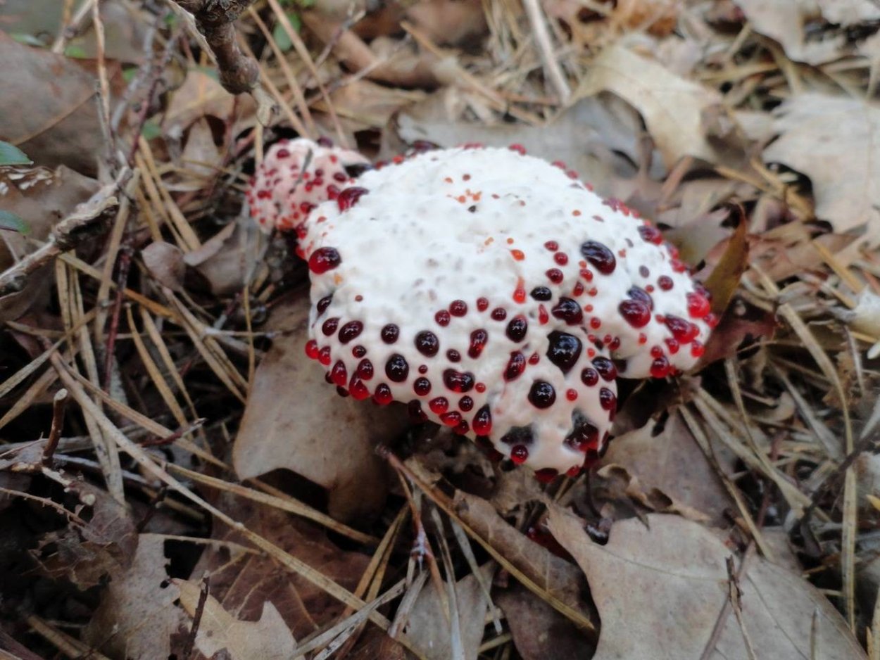 Кровоточащий гриб (Hydnellum peckii)