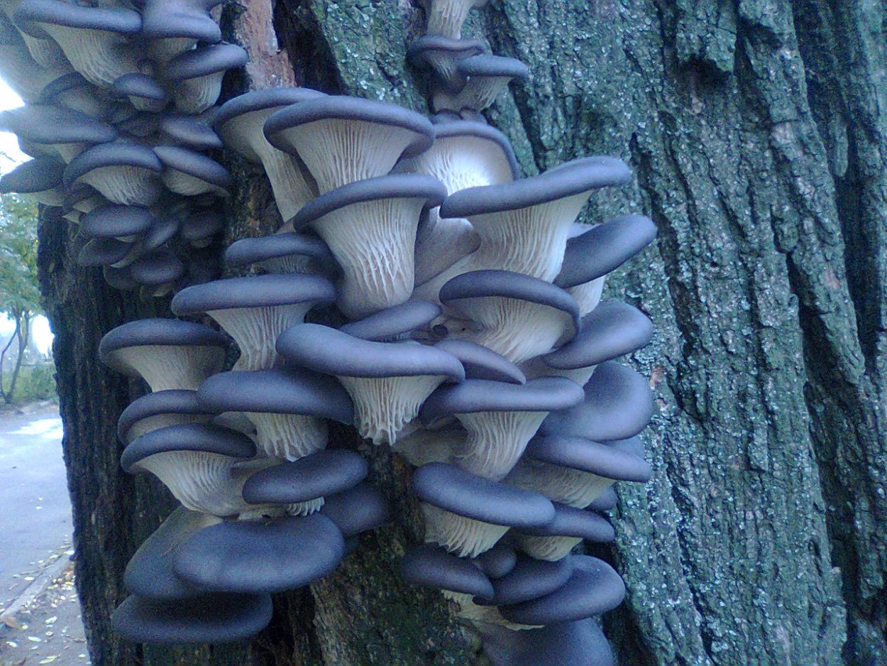 Лесные грибы вешенки