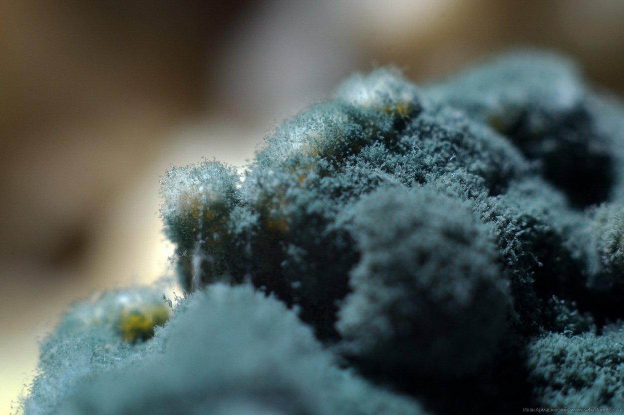 Микроскопические грибы Aspergillus flavus