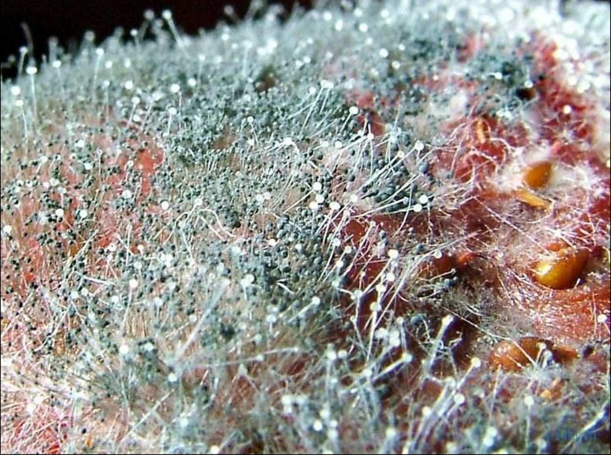 Плесень Aspergillus fumigatus