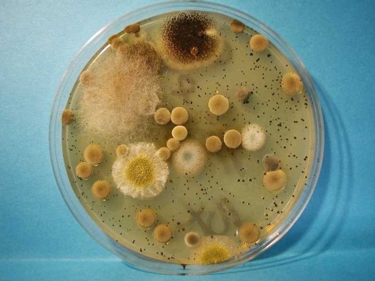 Aspergillus и Penicillium