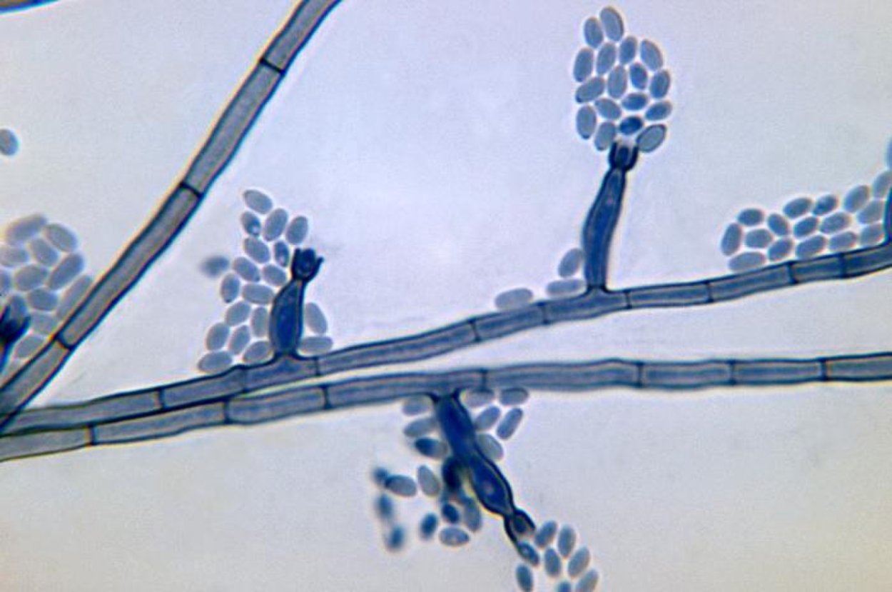 Monilinia fructigena цикл