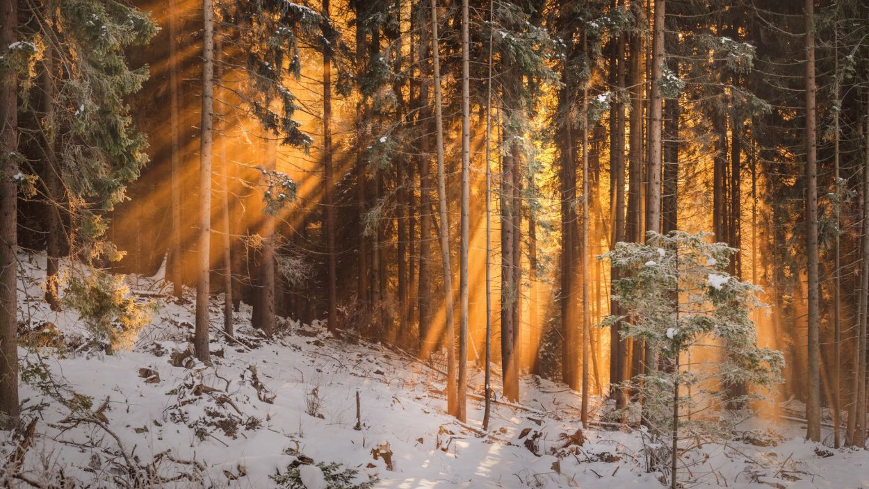 Лучи солнца в лесу