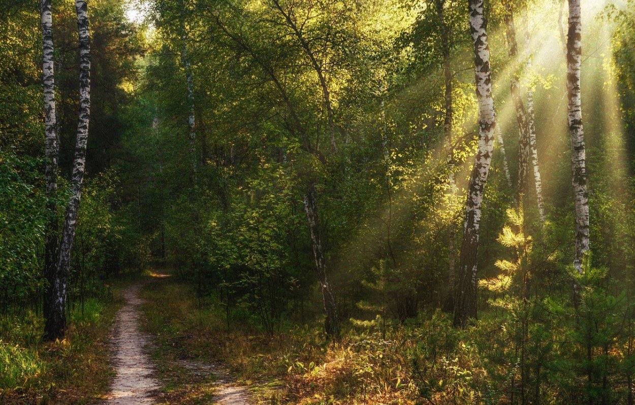 Осенний закат в лесу