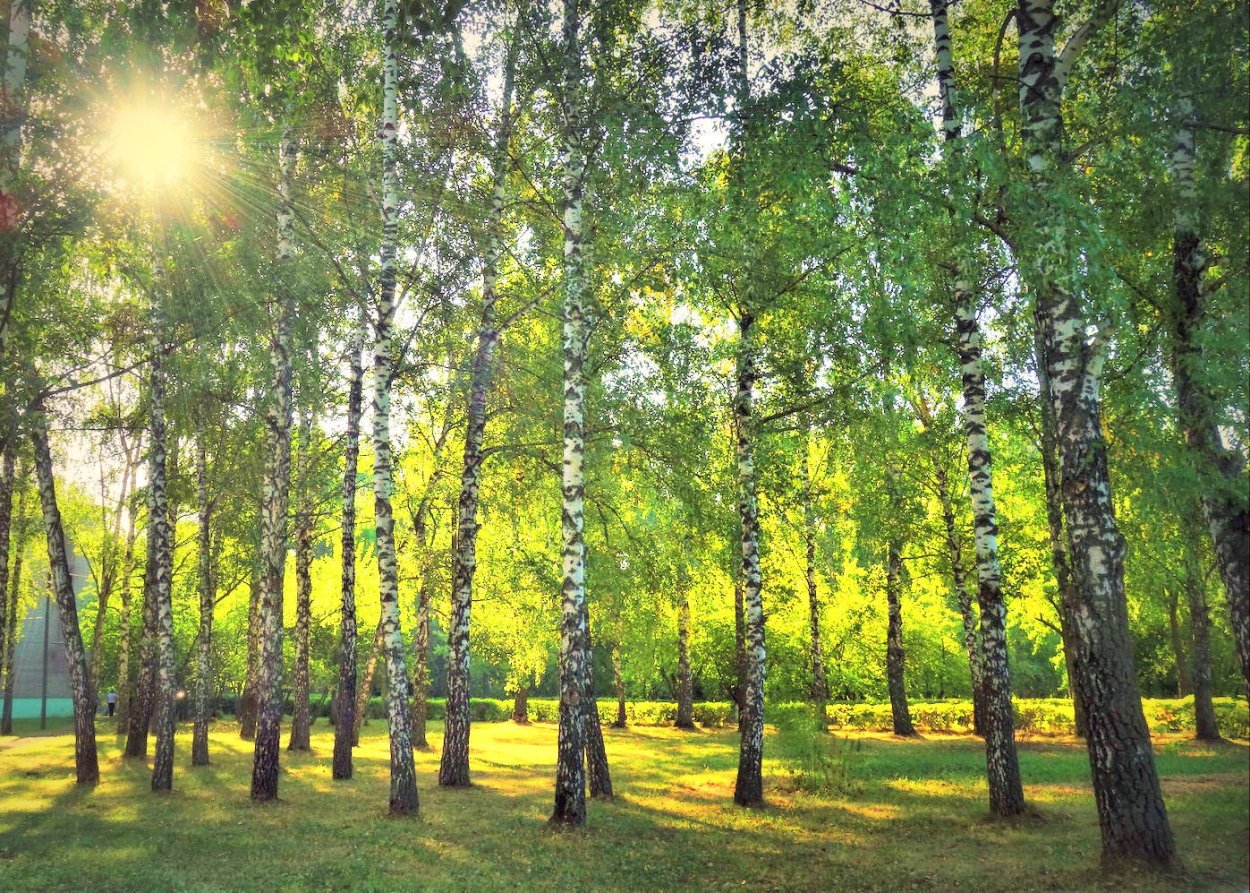 Рассвет в лесу