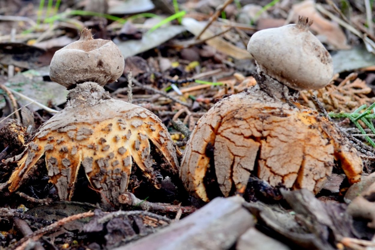 Geastrum striatum