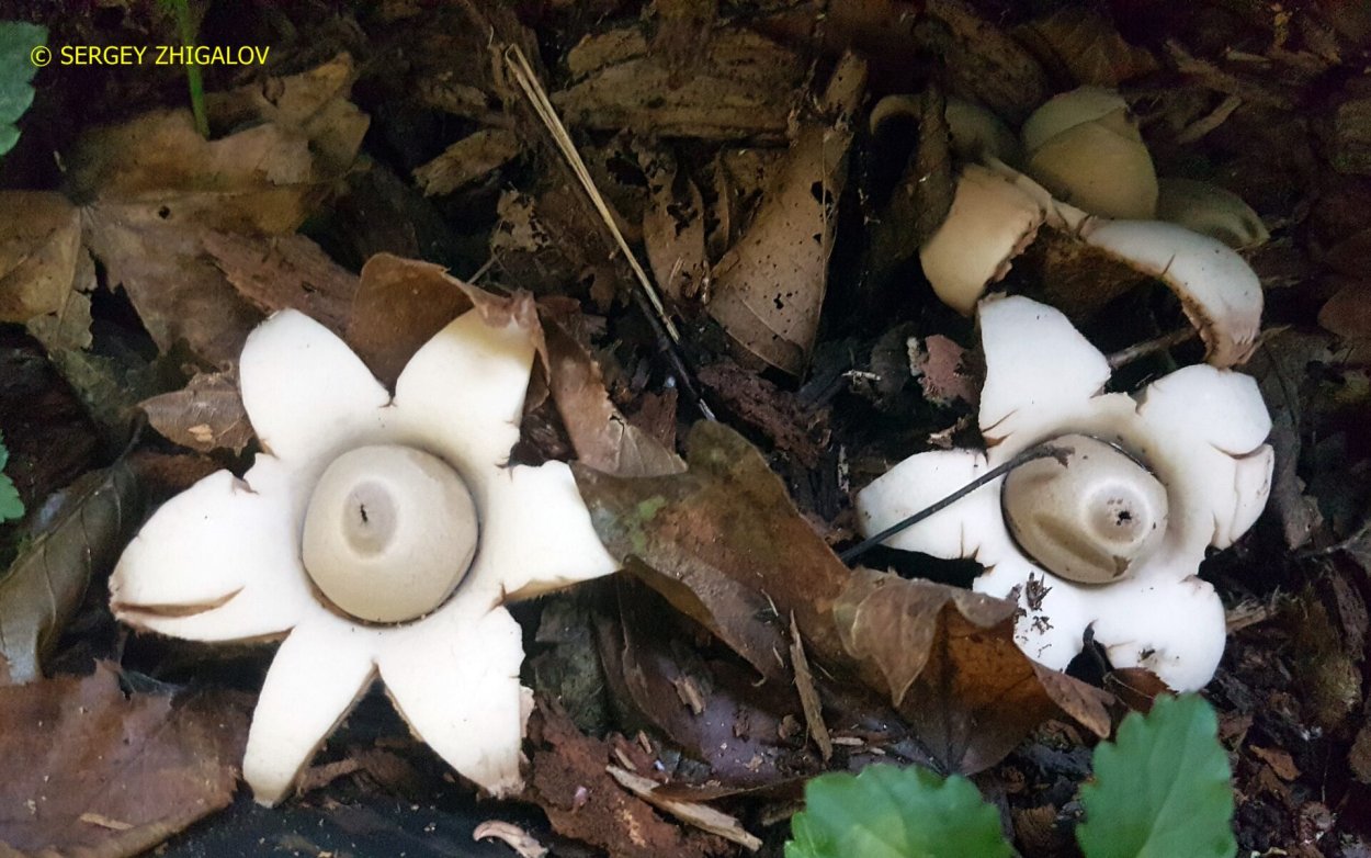 Звездовик четырехлопастный (Geastrum quadrifidum