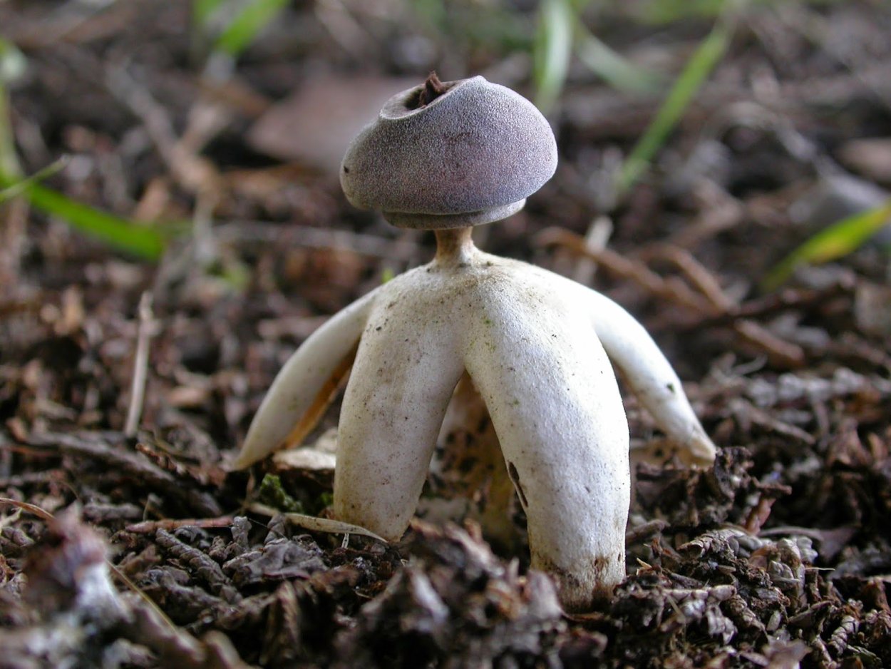 Geastrum Britannicum