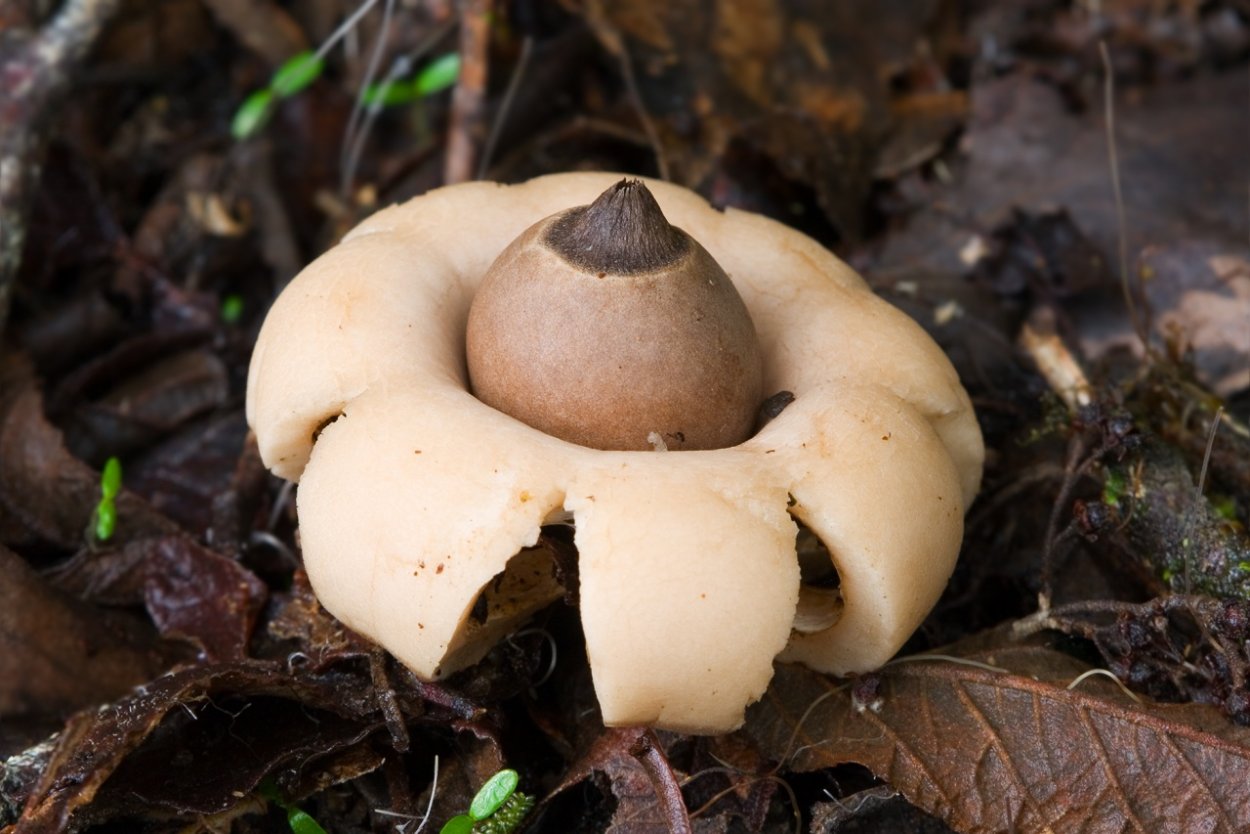 Geastrum Britannicum