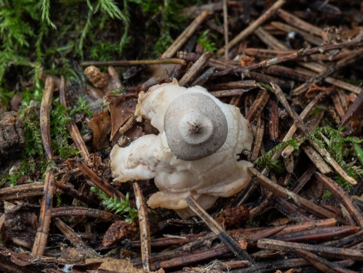 Geastrum lageniforme