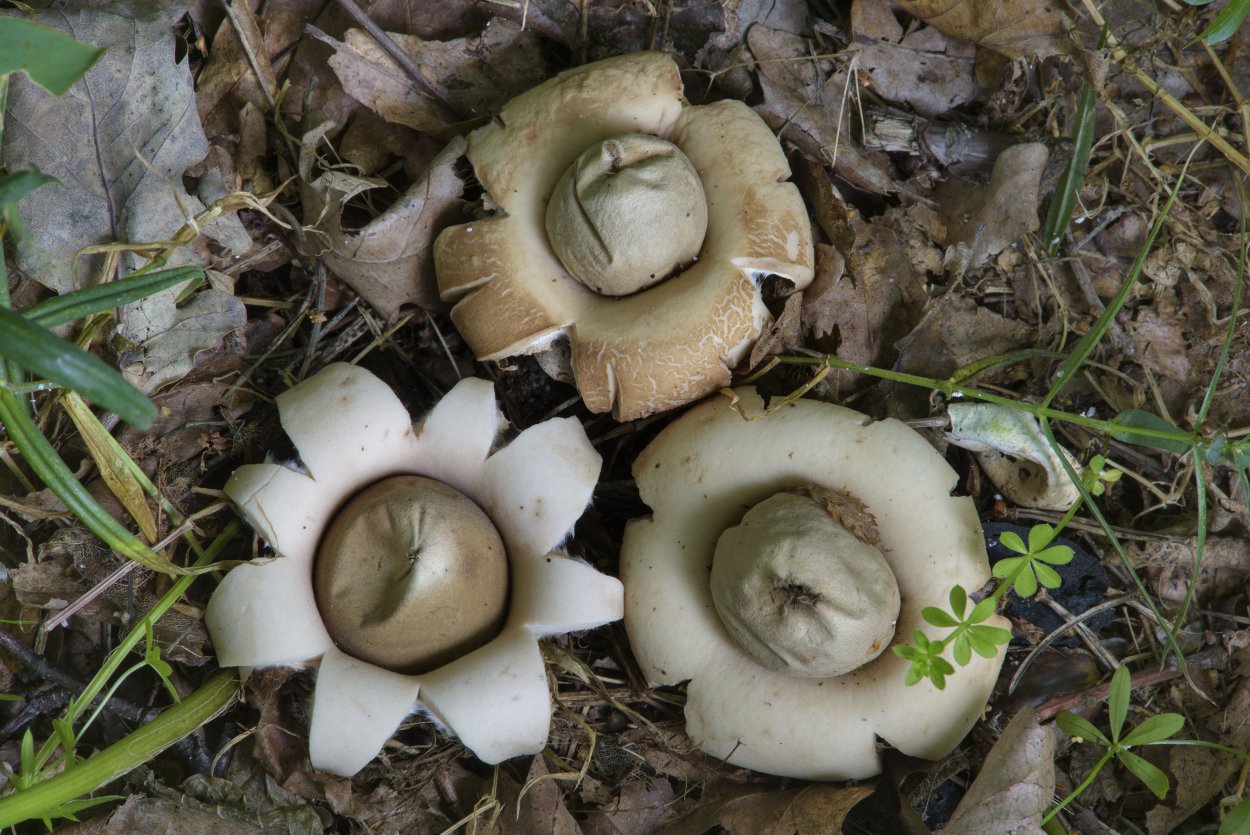 Звездовик (Geastrum)