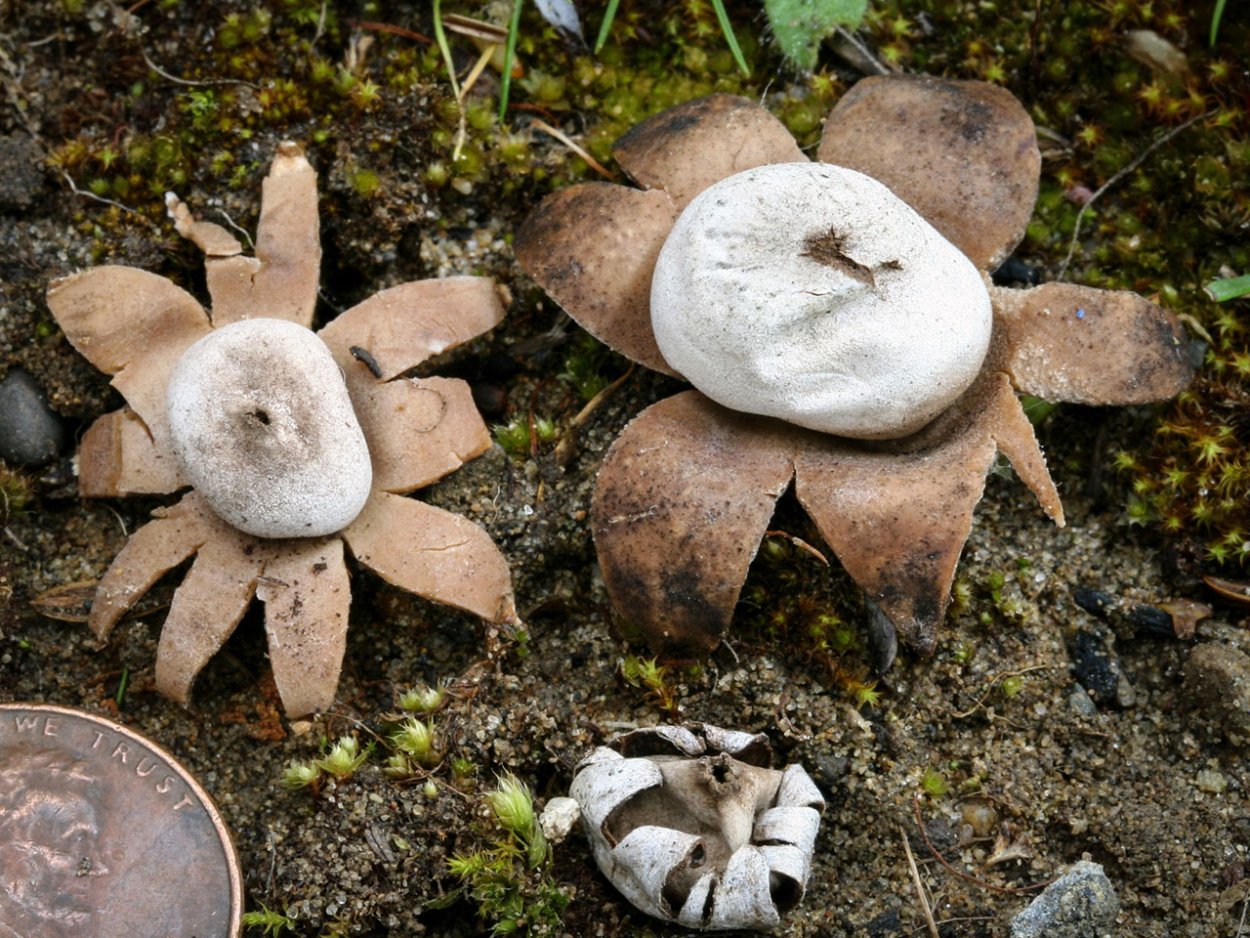 Geastrum coronatum