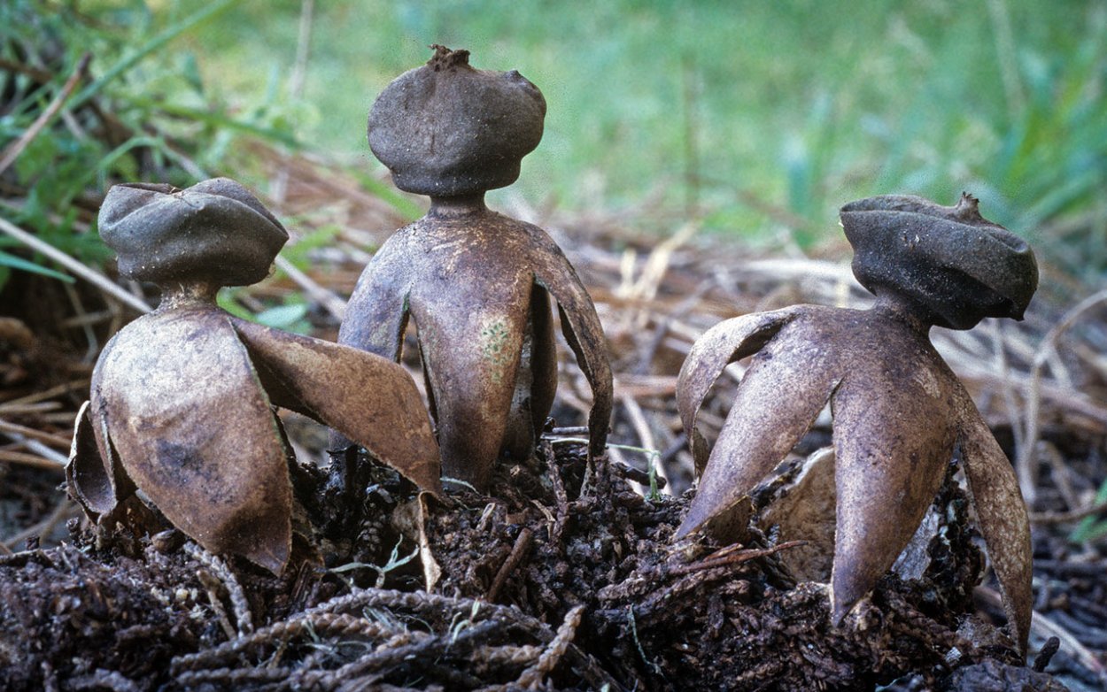 Geastrum fimbriatum