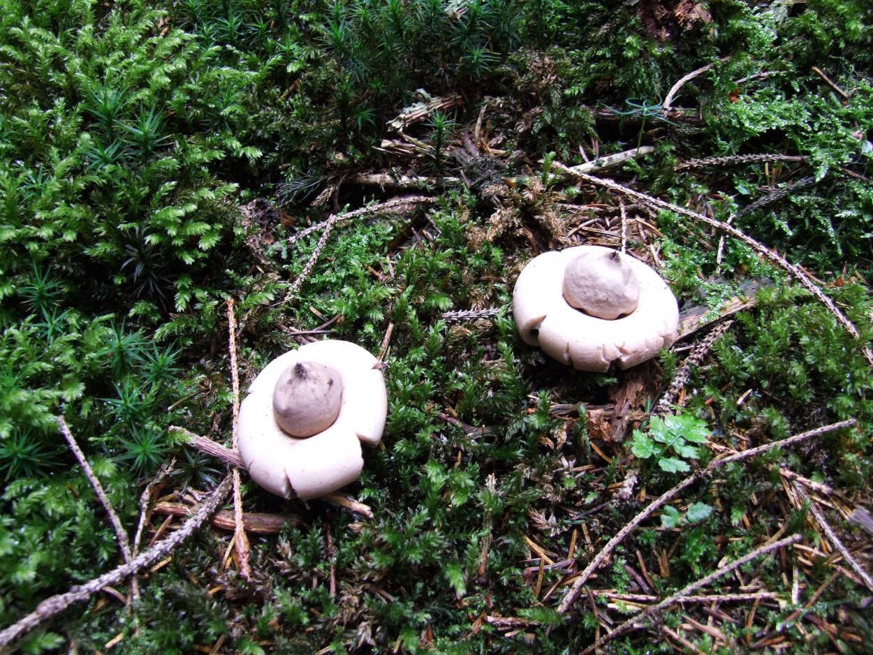 Earthstar Plant