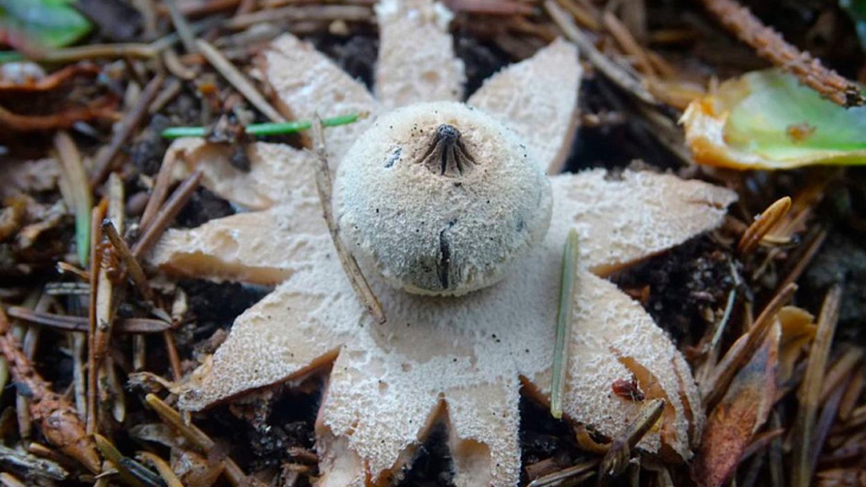 Звездчатка пирометрическая (Astraeus hygrometricus)