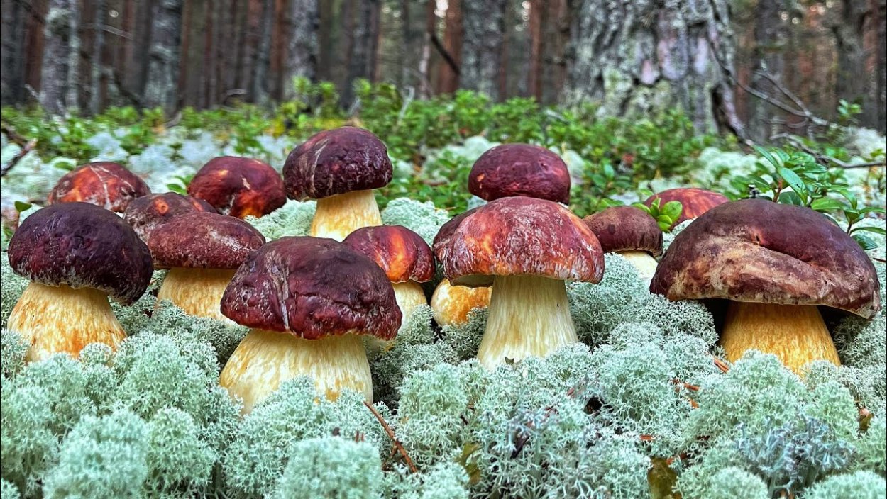 Карелия лес грибы
