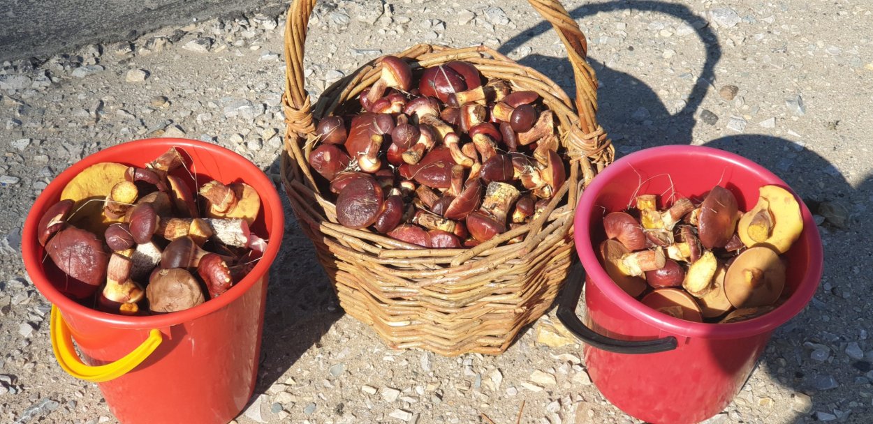 Якутские грибы