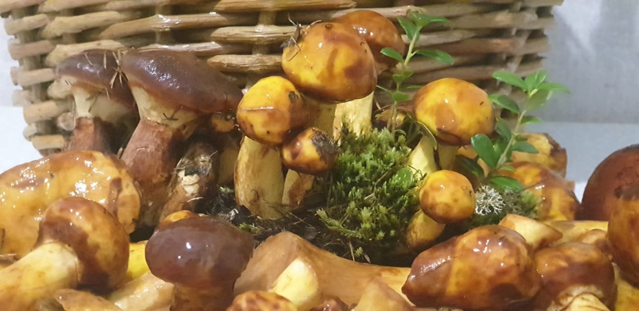 Гриб Amanita argentea