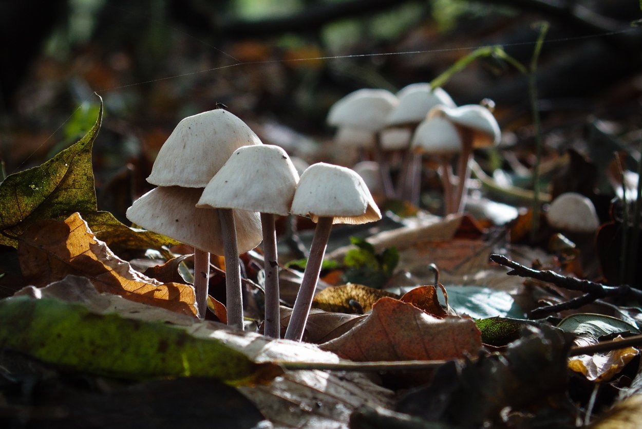 Among us Mushroom