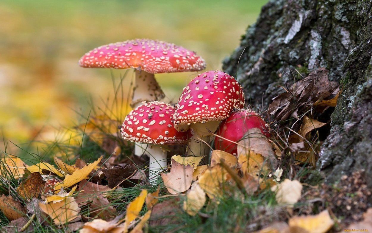 Осенние поздние грибы